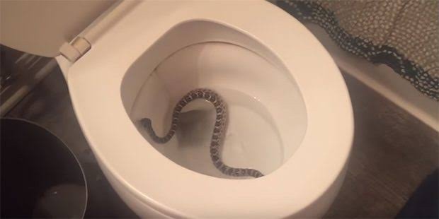 How Snakes get into the Toilet